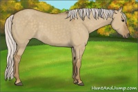 Horse Color:Silver Smoky Grullo Sabino 