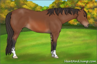 Horse Color:Bay Sabino