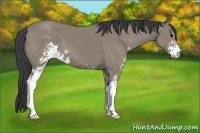 Horse Color:Black Sabino 