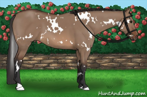 Horse Color: White Spotted Brown Dun 