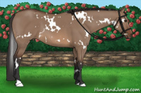 Horse Color:White Spotted Brown Dun