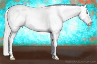 Horse Color:Cremello Appaloosa 