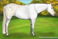 Horse Color:Buckskin Splash Appaloosa 