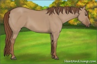 Horse Color:Red Dun 