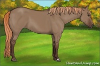 Horse Color:Liver Red Dun 