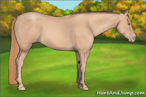 Horse Color:Gold Champagne 