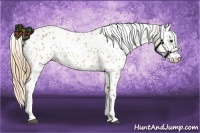 Horse Color:Chestnut Appaloosa 