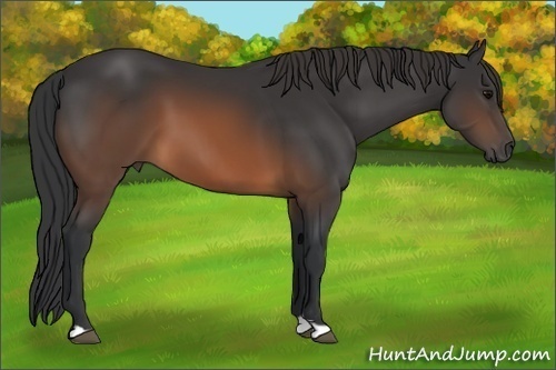 Horse Color: Brown 