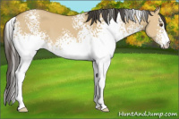 Horse Color:White Spotted Buckskin Dun 
