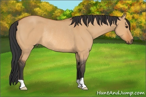 Horse Color: Bay Dun Rabicano 