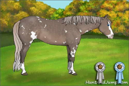 Horse Color: White Spotted Silver Black Sabino Splash 