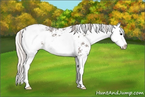 Horse Color: Silver Black Ice Sabino Splash 