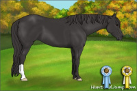 Horse Color:Smoky Black 