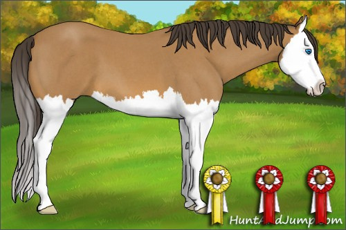 Horse Color: Unknown 
