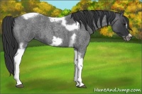 Horse Color:Blue Roan Tobiano Frame