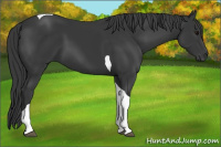 Horse Color:Black Tobiano