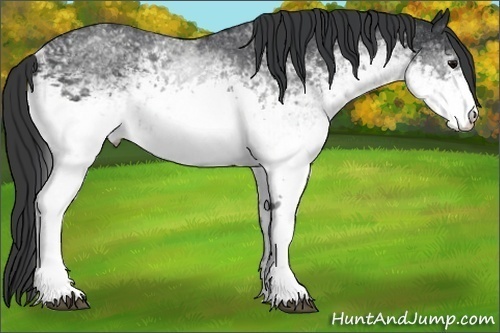 Horse Color:White Spotted Black