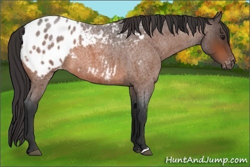 Horse Color:Brown Roan Appaloosa 