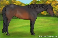 Horse Color:Brown 