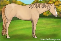 Horse Color:Gold Champagne Splash 