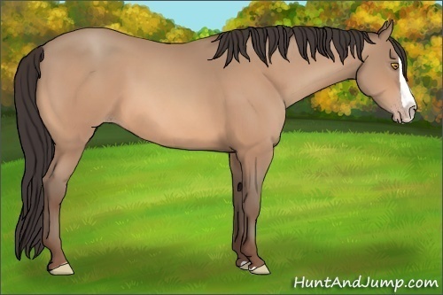 Horse Color: Amber Champagne Splash 