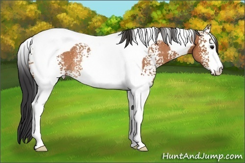 Horse Color: White Spotted Bay Tobiano Rabicano 