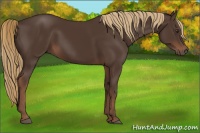 Horse Color:Liver Chestnut