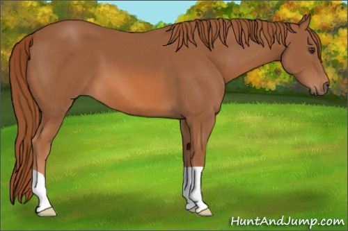 Horse Color: Chestnut 