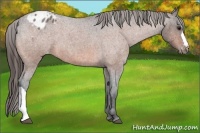 Horse Color:Bay Roan Appaloosa