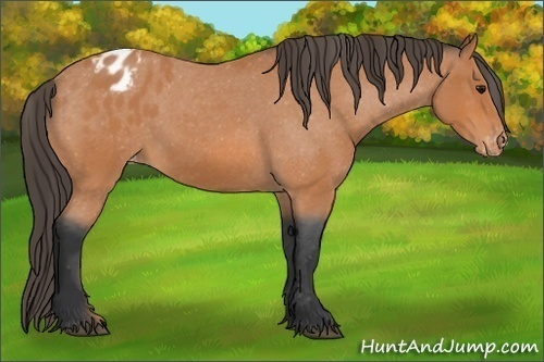 Horse Color:Bay Roan Appaloosa 