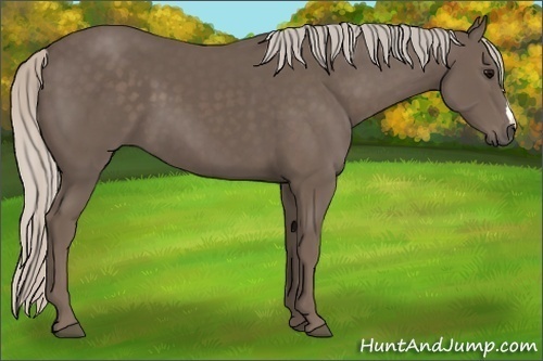 Horse Color:Silver Black