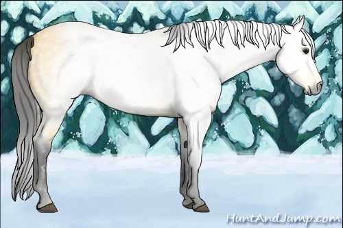 Horse Color:Gray Buckskin Roan 