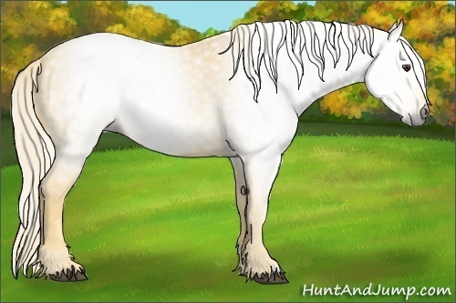 Horse Color:Gray Palomino