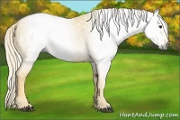 Horse Color:Gray Palomino