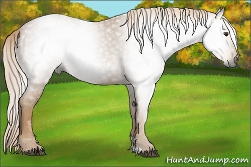 Horse Color:Gray Palomino