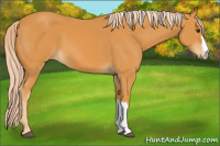Horse Color:Palomino