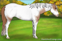 Horse Color:Chestnut Tobiano Frame Appaloosa 