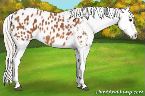 Horse Color: Silver Bay Blanket 