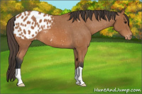 Horse Color:Bay Appaloosa 