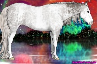 Horse Color:White Spotted Silver Black Sabino 