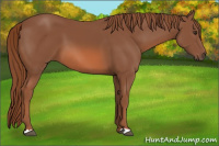 Horse Color:Liver Chestnut 