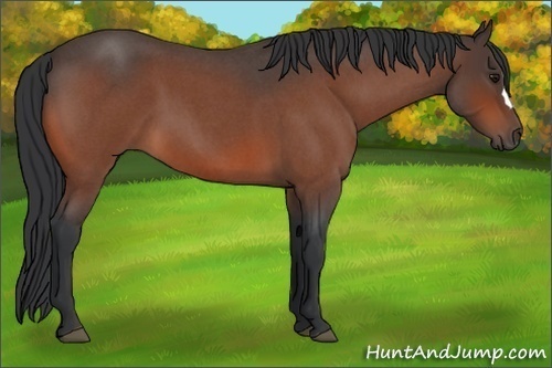 Horse Color:Bay Roan
