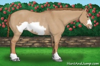 Horse Color:Red Dun Frame Rabicano