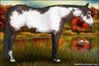 Horse Color:Bay Frame 
