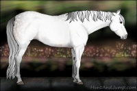 Horse Color:Gray Bay 