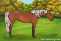 Horse Color:Silver Bay 
