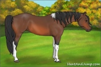 Horse Color:Bay Tobiano 