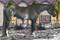 Horse Color:White Spotted Black 