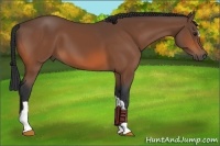 Horse Color:Bay 