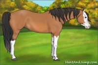 Horse Color:Bay Splash 